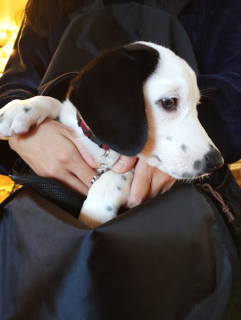 ミックス犬　ウーピー（Woopy）の東京暮らし　父コーギー、母ダルメシアン