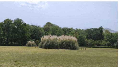 神代植物公園の芝生広場のパンパスグラス