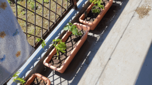 東京のベランダのプランター