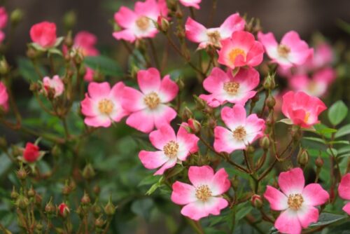 東京のベランダ用の花のグリーンカーテンに使うマイクロミニバラ：品種　安曇野