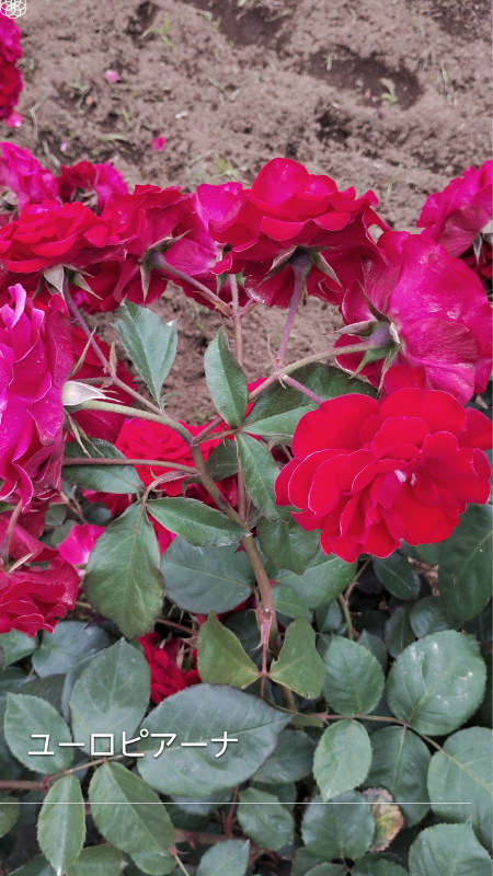 Europeana—award-winning floribunda