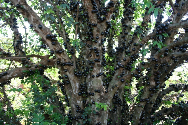 Jabuticaba in Brazil