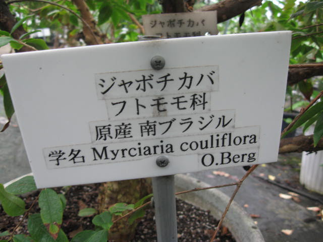 Jabuticaba tree in container