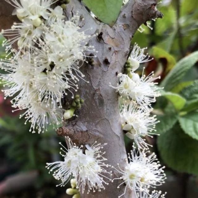 Flowers growing on trunk