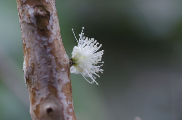 Trunk fruit close-up