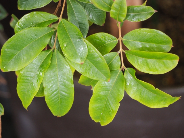 Jabuticaba leaves