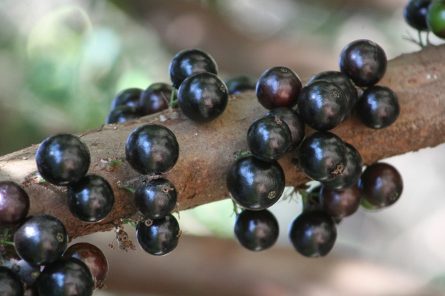 Jabuticaba trunk with fruit