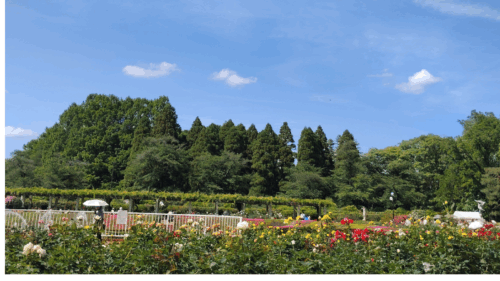 神代植物公園の春のバラの満開時のバラ園風景