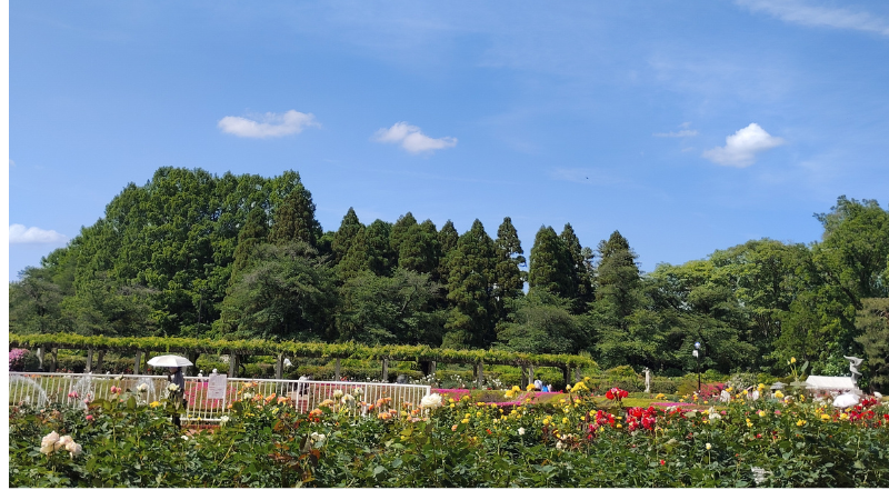 春の神代植物公園バラ園の景観