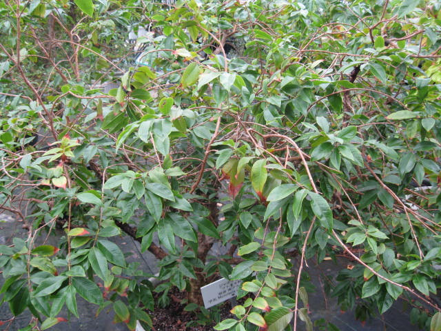 Cultivated Jabuticaba in Japan