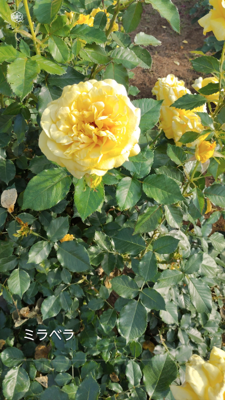 Mirabella—sunny presence in the garden