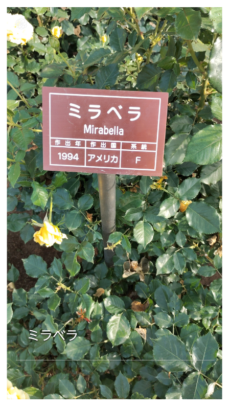 Mirabella (FL) cluster of deep yellow blooms