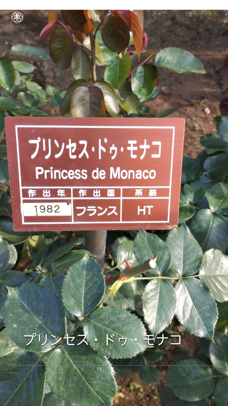 Princesse de Monaco (HT) white with pink edges