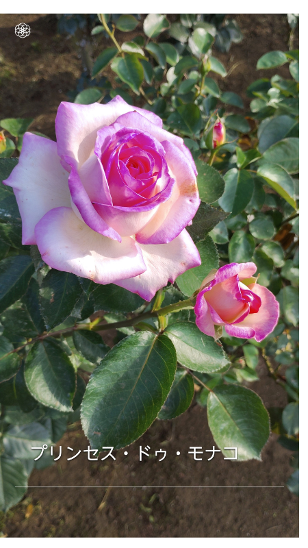 Princesse de Monaco—refined presence