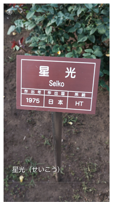 Seiko (HT) at Jindai Botanical Garden
