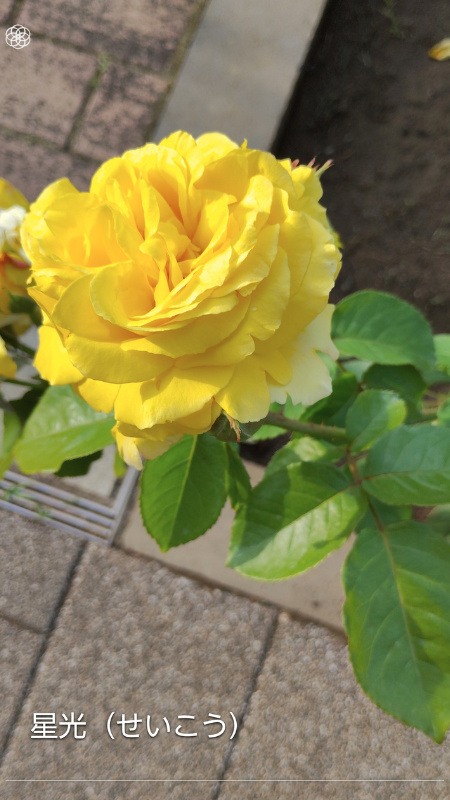Seiko—lemon-yellow bloom