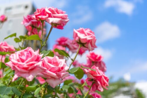 神代植物公園の春に咲く強香バラ：品種　カリーナ：デート