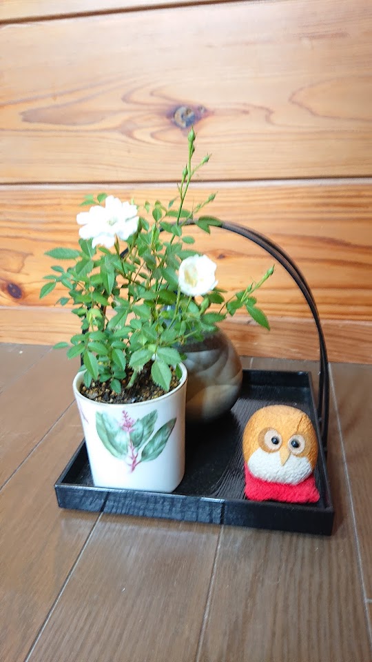 自宅の玄関に飾られたミニ鉢に植えられた白いマイクロミニバラ
