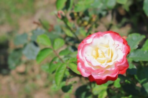 神代植物公園の春に咲く白から赤に花色が変化須原。品種：ダブル　デライト