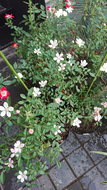 自宅の庭に春に咲く白いマイクロミニバラの鉢植え