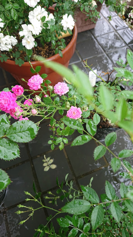 自宅の玄関ポーチに置かれた鉢植えの赤と白のマイクロミニバラ