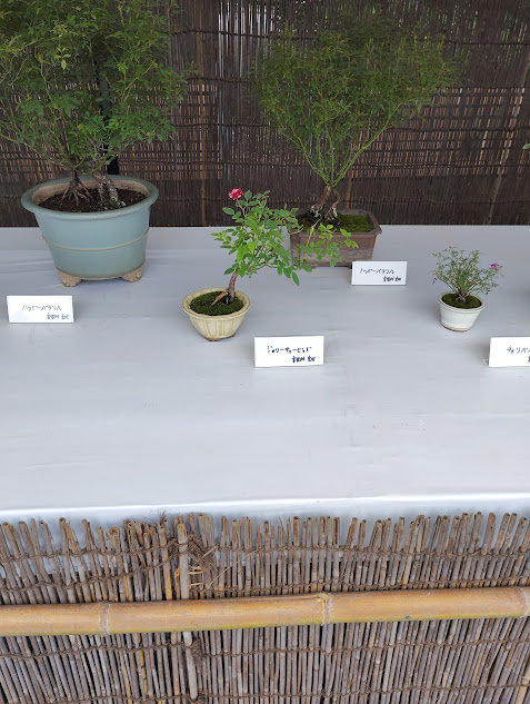 神代植物公園の展示会で紹介されていたマイクロミニバラ
