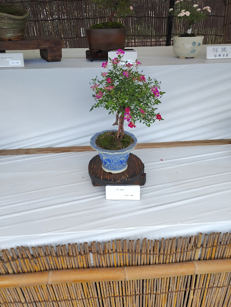 神代植物公園の展示会で紹介されていたマイクロミニバラ 品種名：高尾台