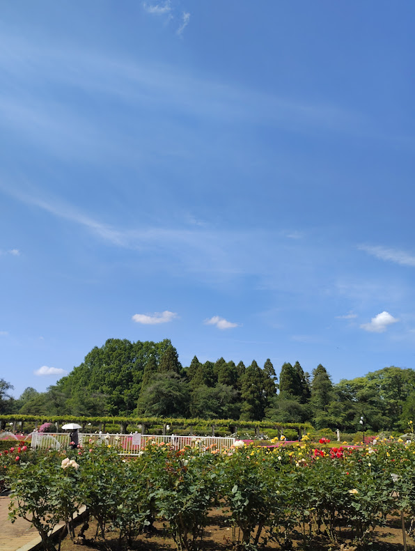 神代植物公園バラ園の全体風景と散策路