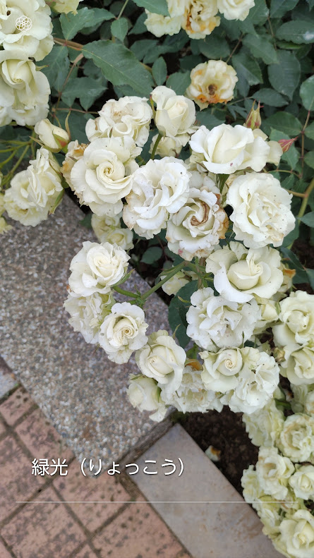 神代植物公園バラ園で香りを楽しめる散策ルート