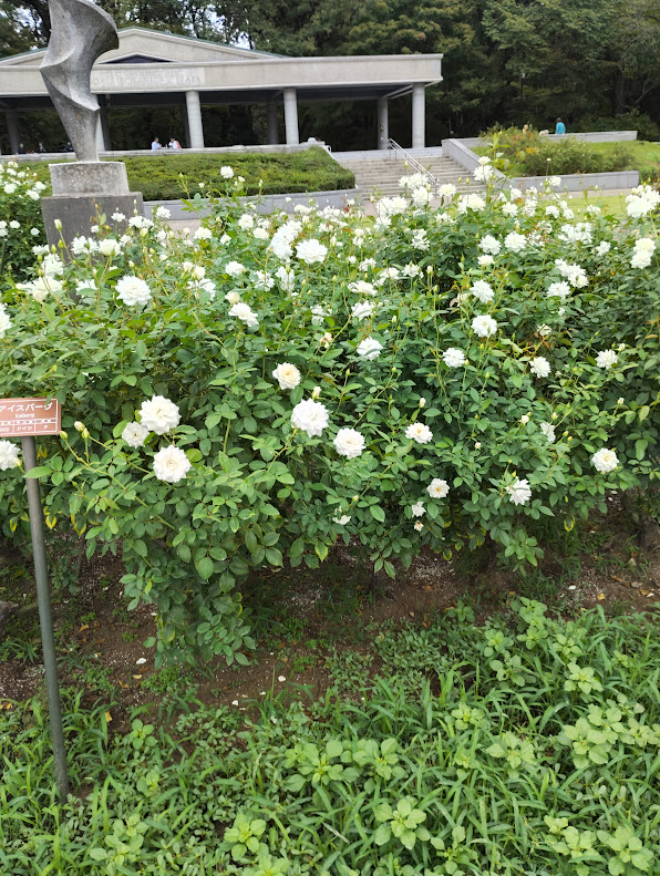 神代植物公園バラ園で鑑賞しやすいバラの花姿