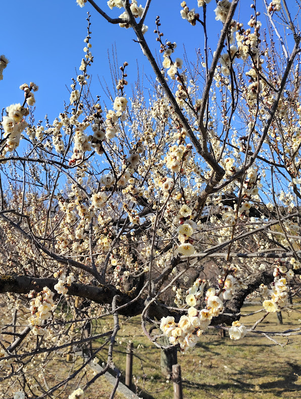 神代植物公園の梅園と早春の景色