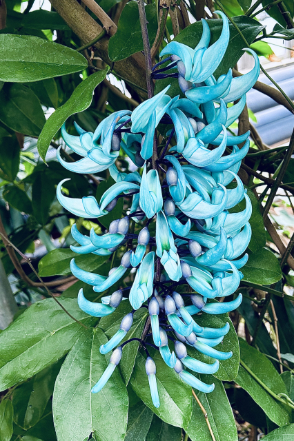神代植物公園　ヒスイカズラ