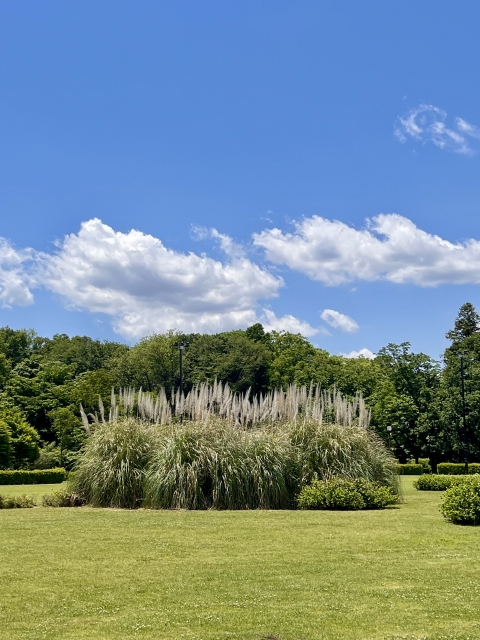 神代植物公園の芝生広場