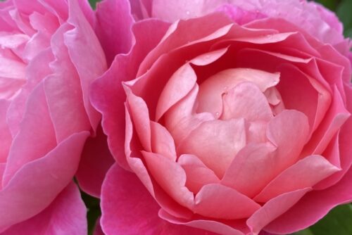 神代植物園の朝露を受けたバラ