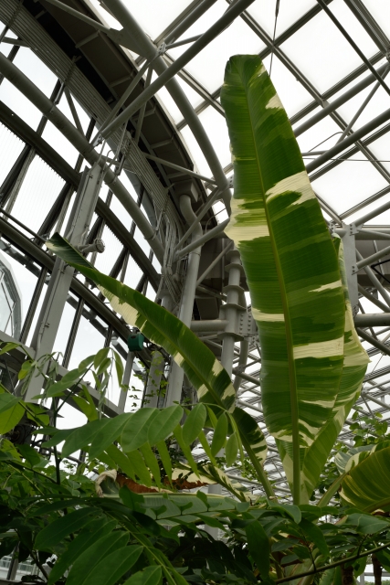 神代植物公園のバナナの葉