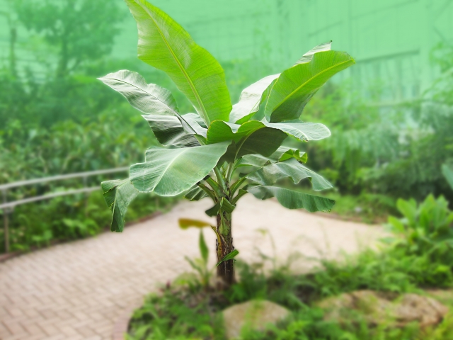 神代植物公園のバナナ