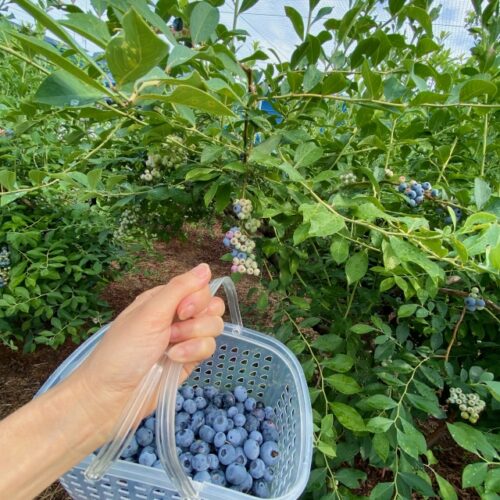 ブルーベリーの収穫