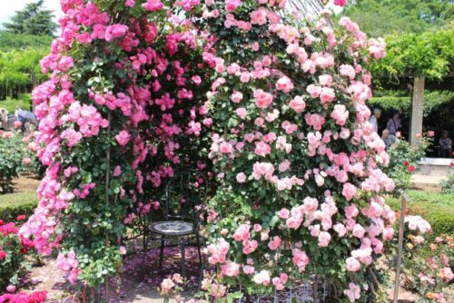 神代植物公園野ばらアーチ