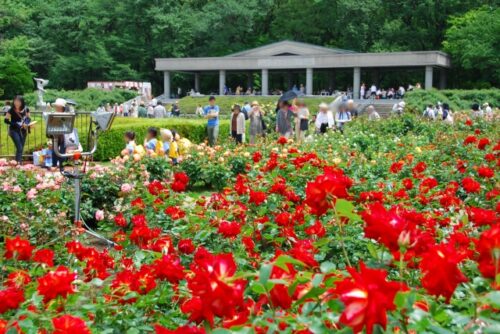 深代植物公園野ばらフェスタ風景