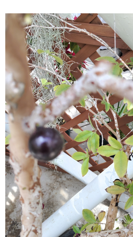 神代植物公園のジャボチカバ