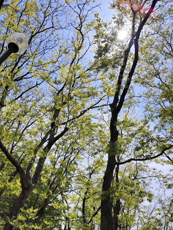 神代植物公園深大寺門の樹木