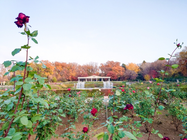 神代植物公園バラ園