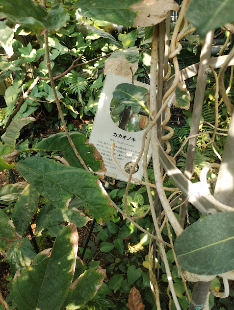 神代植物公園のカカオの木