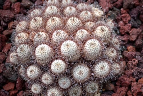 神代植物公園ノサボテン