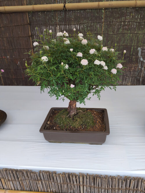 深大寺植物園のマイクロミニバラ展示