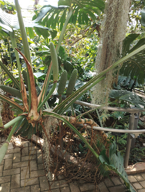 神代植物公園のモンステラ