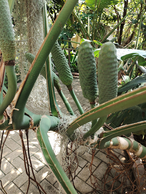 神代植物公園の大きなモンステラ