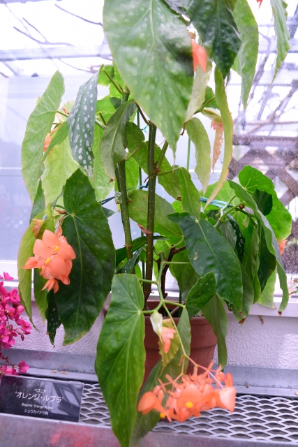 神代植物公園の木立べgニア