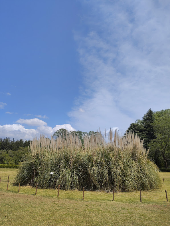 芝生広場のすすきの風景