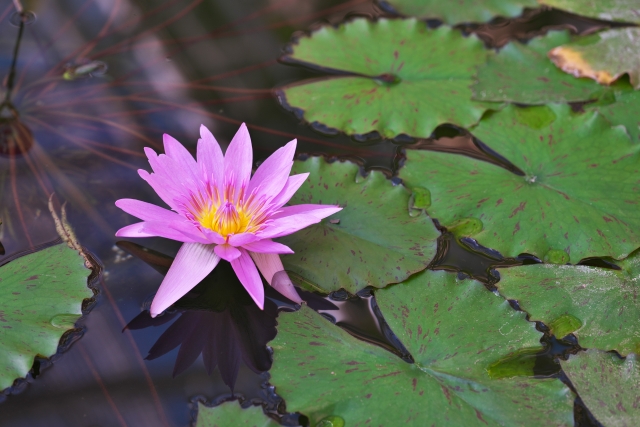 神代植物公園のスイレン
